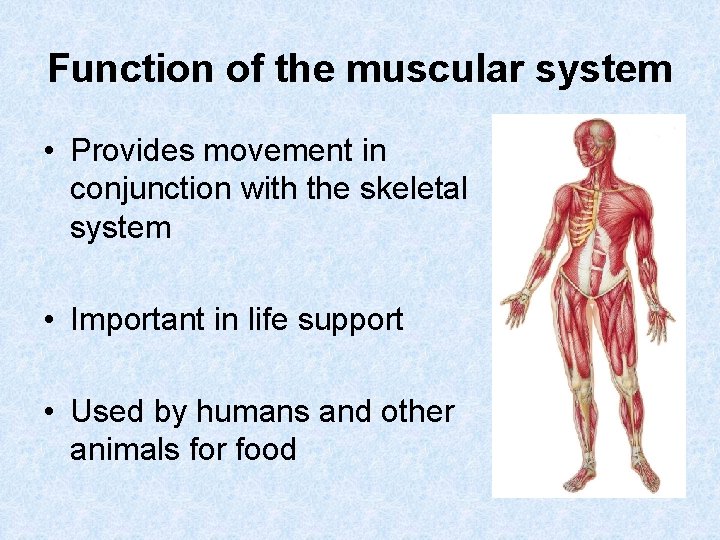 Function of the muscular system • Provides movement in conjunction with the skeletal system