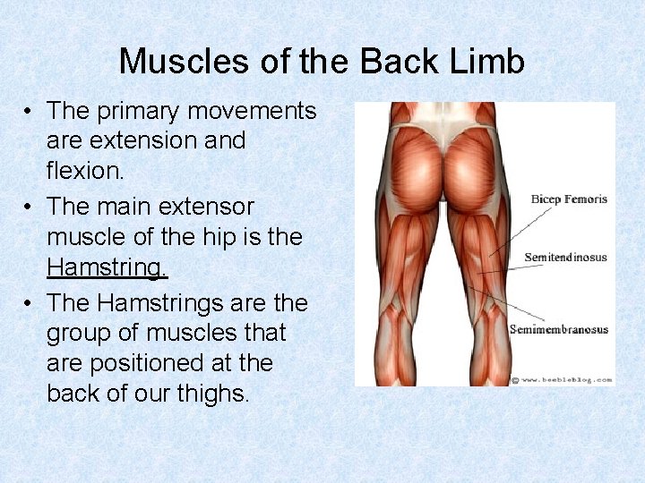 Muscles of the Back Limb • The primary movements are extension and flexion. •