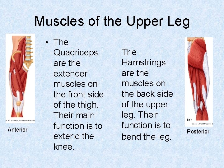 Muscles of the Upper Leg Anterior • The Quadriceps are the extender muscles on