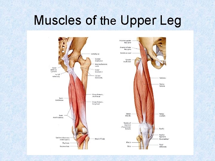 Muscles of the Upper Leg 