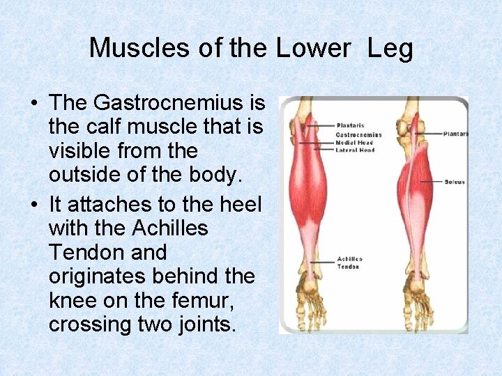 Muscles of the Lower Leg • The Gastrocnemius is the calf muscle that is