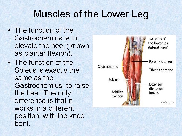 Muscles of the Lower Leg • The function of the Gastrocnemius is to elevate