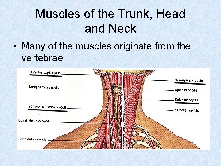 Muscles of the Trunk, Head and Neck • Many of the muscles originate from