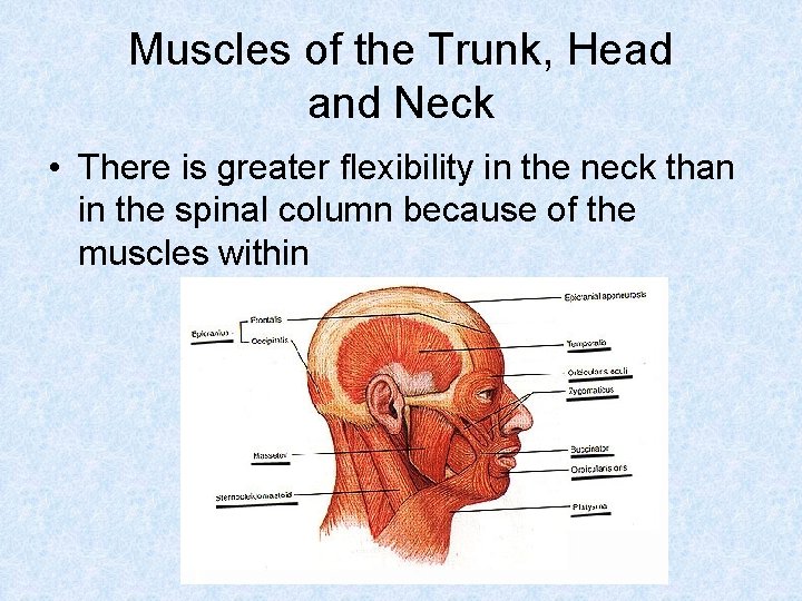 Muscles of the Trunk, Head and Neck • There is greater flexibility in the