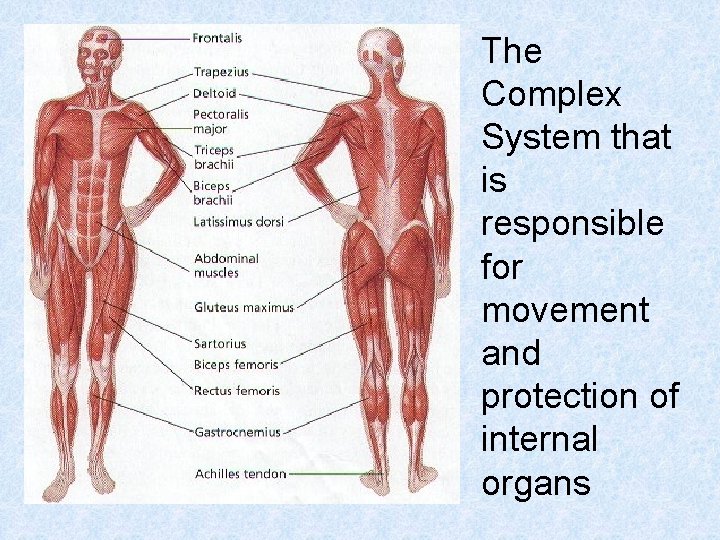 The Complex System that is responsible for movement and protection of internal organs 