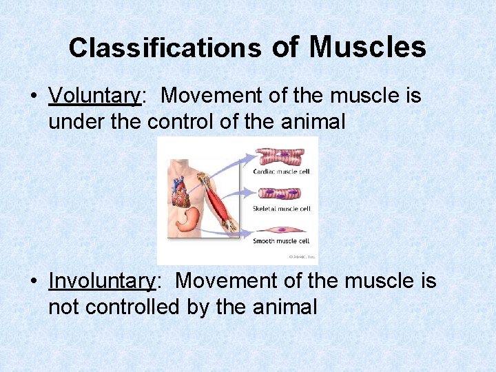 Classifications of Muscles • Voluntary: Movement of the muscle is under the control of