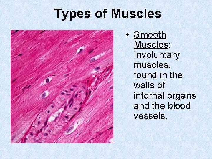 Types of Muscles • Smooth Muscles: Involuntary muscles, found in the walls of internal