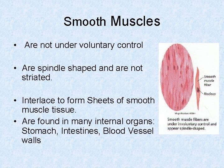 Smooth Muscles • Are not under voluntary control • Are spindle shaped and are