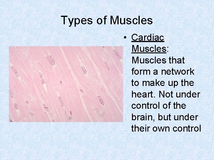 Types of Muscles • Cardiac Muscles: Muscles that form a network to make up