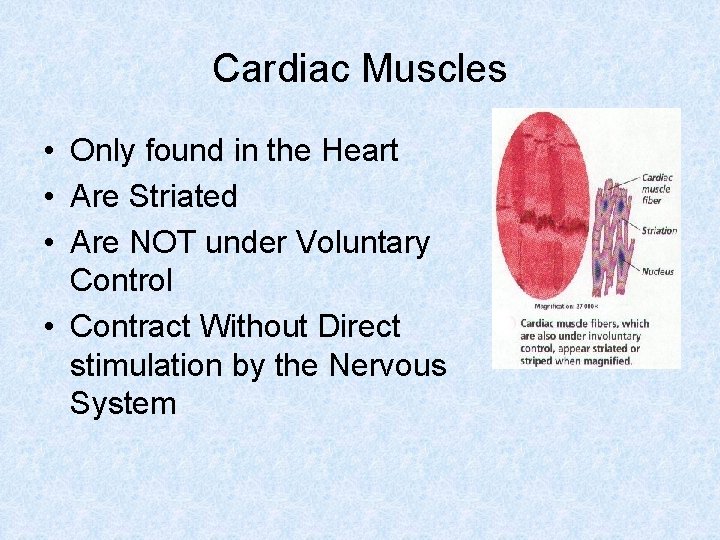 Cardiac Muscles • Only found in the Heart • Are Striated • Are NOT