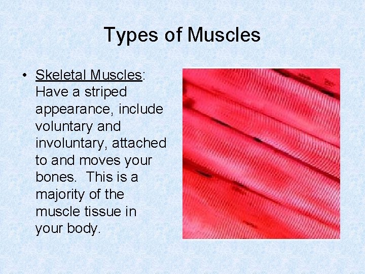 Types of Muscles • Skeletal Muscles: Have a striped appearance, include voluntary and involuntary,