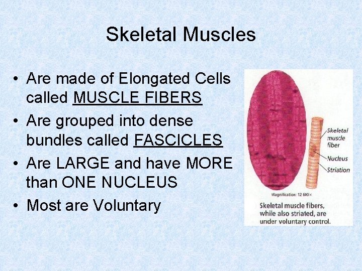 Skeletal Muscles • Are made of Elongated Cells called MUSCLE FIBERS • Are grouped