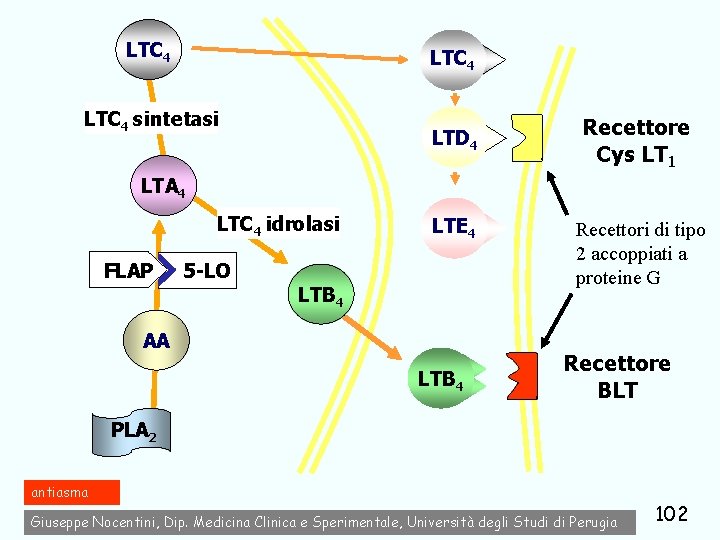 LTC 4 sintetasi LTD 4 Recettore Cys LT 1 LTA 4 LTC 4 idrolasi