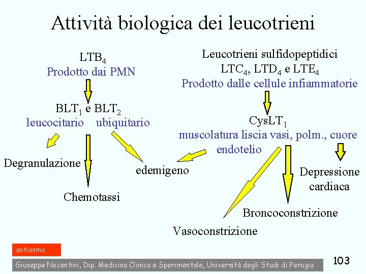 Attività biologica dei leucotrieni LTB 4 Prodotto dai PMN BLT 1 e BLT 2