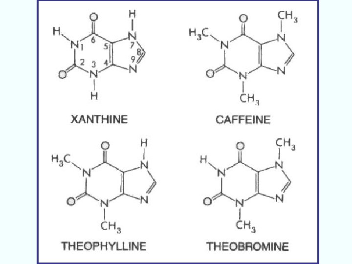 antiasma Giuseppe Nocentini, Dip. Medicina Clinica e Sperimentale, Università degli Studi di Perugia 116