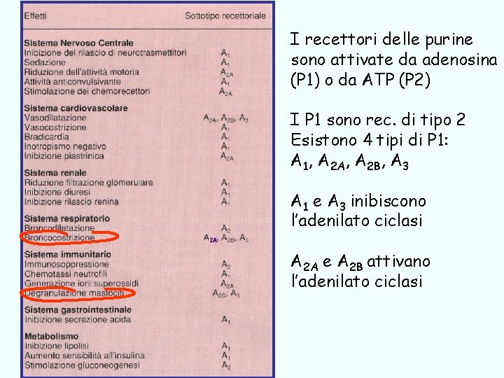 I recettori delle purine sono attivate da adenosina (P 1) o da ATP (P