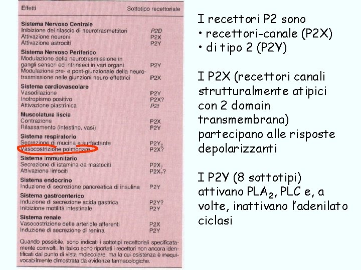 I recettori P 2 sono • recettori-canale (P 2 X) • di tipo 2