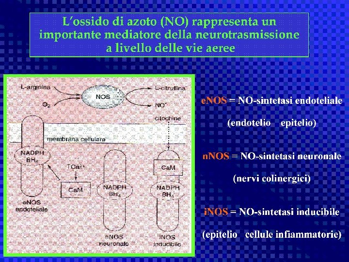 antiasma Giuseppe Nocentini, Dip. Medicina Clinica e Sperimentale, Università degli Studi di Perugia 25