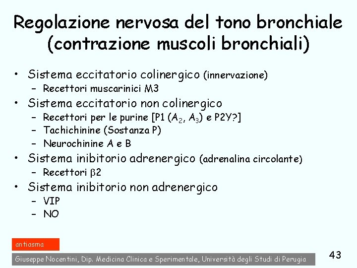 Regolazione nervosa del tono bronchiale (contrazione muscoli bronchiali) • Sistema eccitatorio colinergico (innervazione) –