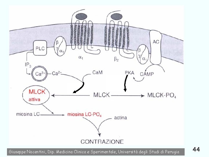Giuseppe Nocentini, Dip. Medicina Clinica e Sperimentale, Università degli Studi di Perugia 44 
