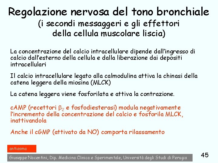 Regolazione nervosa del tono bronchiale (i secondi messaggeri e gli effettori della cellula muscolare