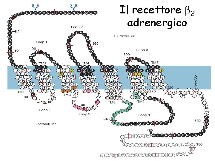 Il recettore 2 adrenergico 50 