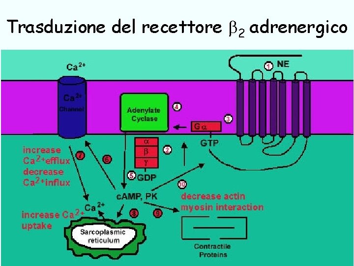 Trasduzione del recettore 2 adrenergico antiasma Giuseppe Nocentini, Dip. Medicina Clinica e Sperimentale, Università