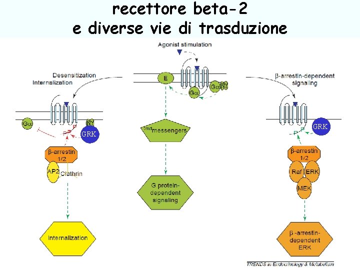 recettore beta-2 e diverse vie di trasduzione GRK 