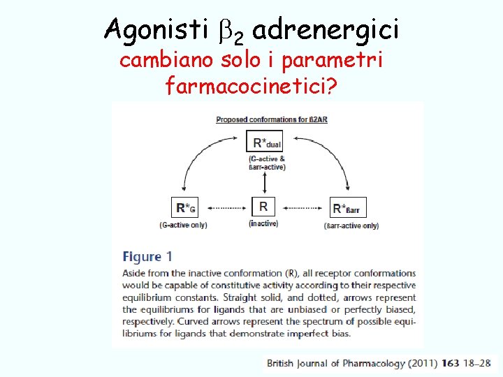 Agonisti 2 adrenergici cambiano solo i parametri farmacocinetici? 