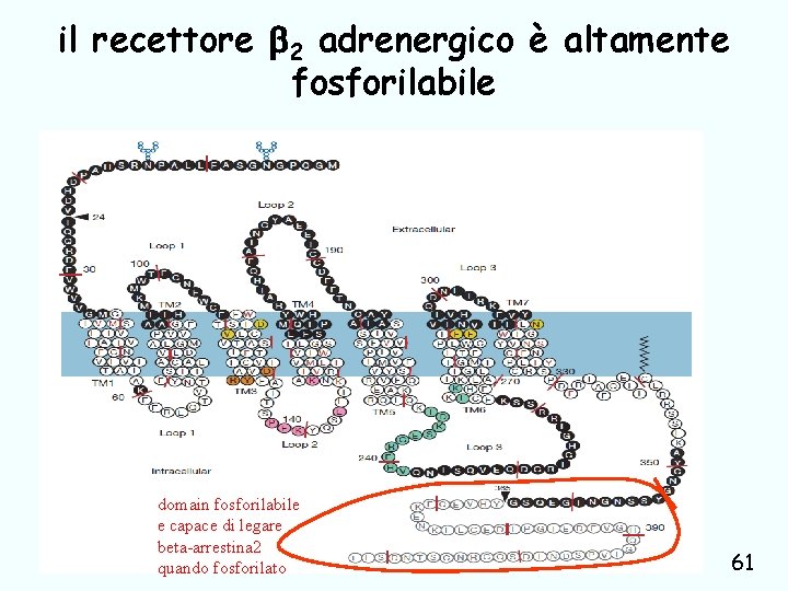 il recettore 2 adrenergico è altamente fosforilabile domain fosforilabile e capace di legare beta-arrestina