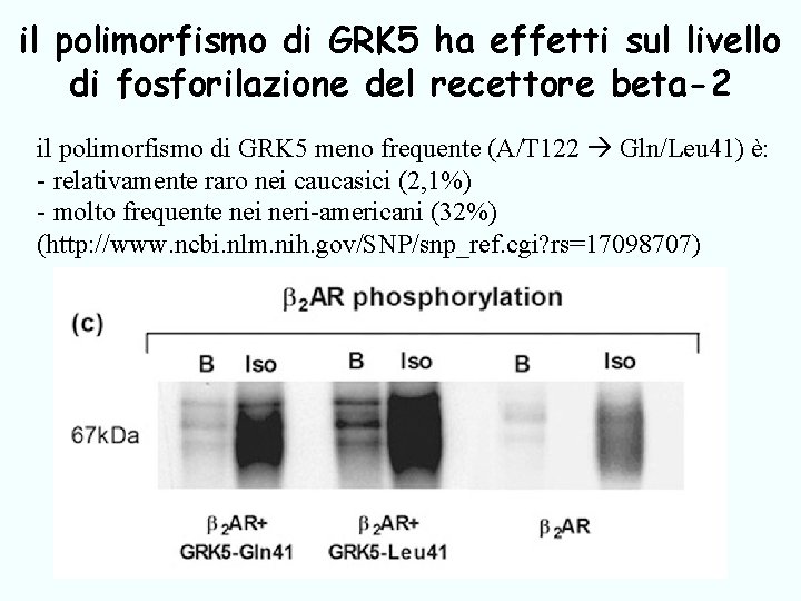 il polimorfismo di GRK 5 ha effetti sul livello di fosforilazione del recettore beta-2