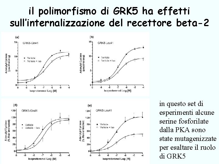 il polimorfismo di GRK 5 ha effetti sull’internalizzazione del recettore beta-2 in questo set