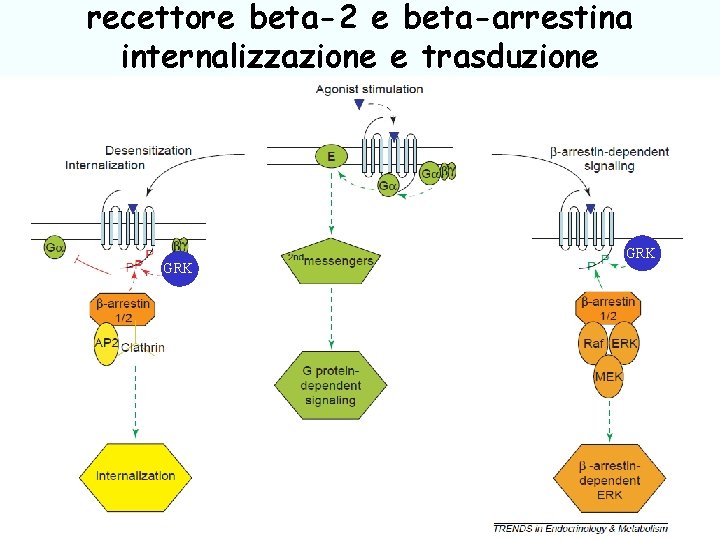 recettore beta-2 e beta-arrestina internalizzazione e trasduzione GRK 