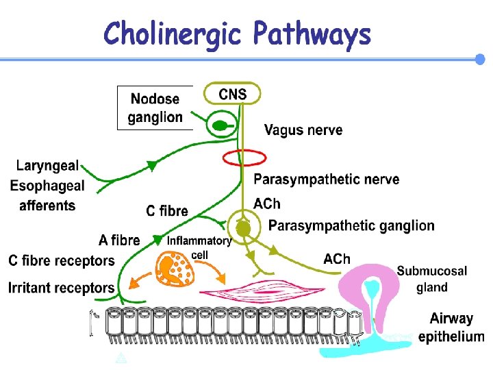Antimuscarinici Meccanismo d’azione Inibizione del tono vagale delle vie aeree Vantaggi derivati quaternari rispetto