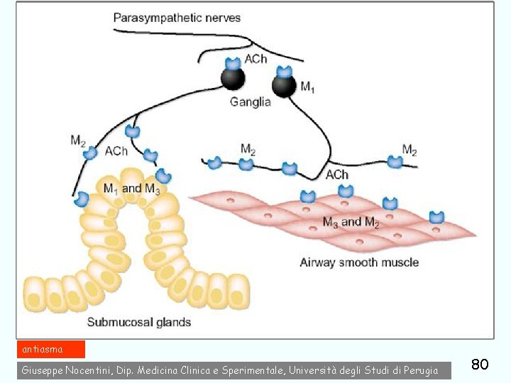 antiasma Giuseppe Nocentini, Dip. Medicina Clinica e Sperimentale, Università degli Studi di Perugia 80