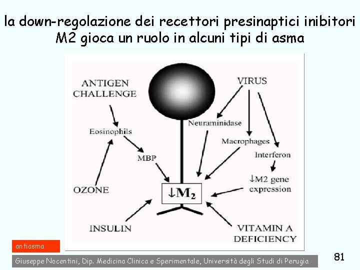 la down-regolazione dei recettori presinaptici inibitori M 2 gioca un ruolo in alcuni tipi
