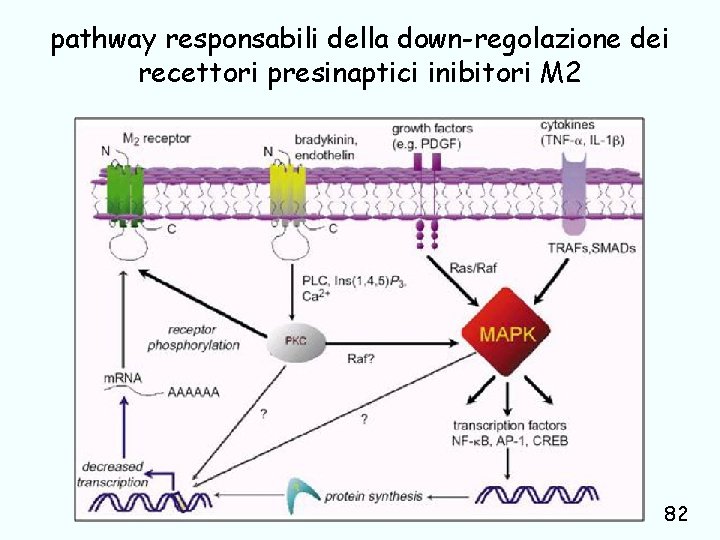 pathway responsabili della down-regolazione dei recettori presinaptici inibitori M 2 82 