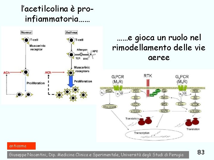 l’acetilcolina è proinfiammatoria…… ……e gioca un ruolo nel rimodellamento delle vie aeree antiasma Giuseppe