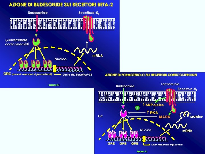 antiasma Giuseppe Nocentini, Dip. Medicina Clinica e Sperimentale, Università degli Studi di Perugia 94