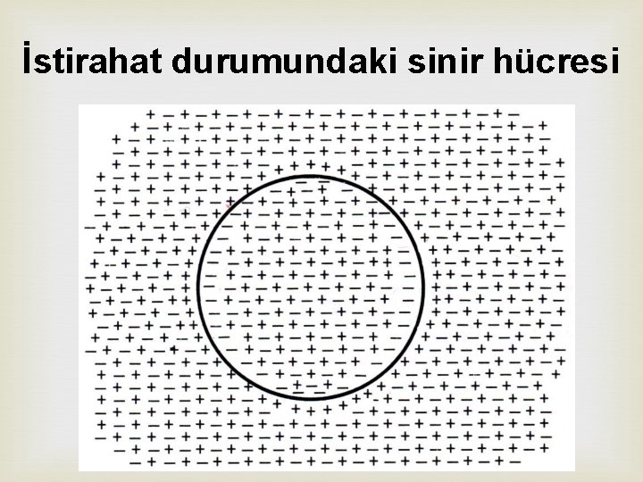İstirahat durumundaki sinir hücresi 
