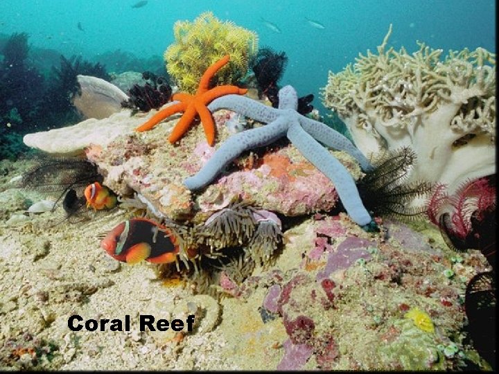 Coral Reef 