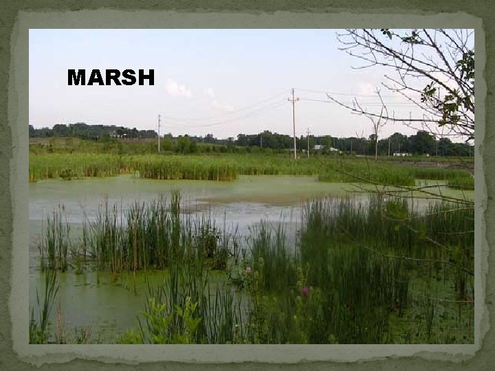 MARSH 
