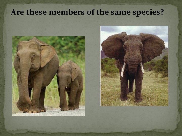 Are these members of the same species? 