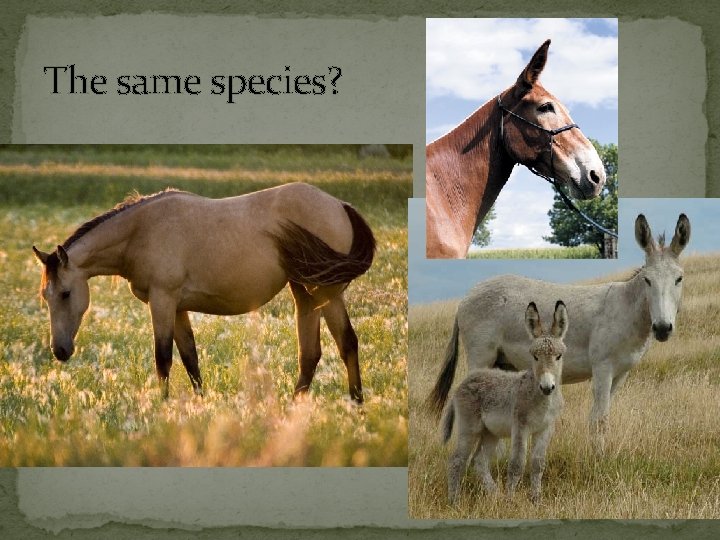 The same species? 