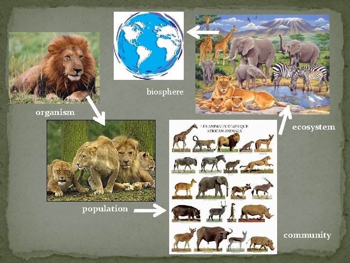 biosphere organism ecosystem population community 