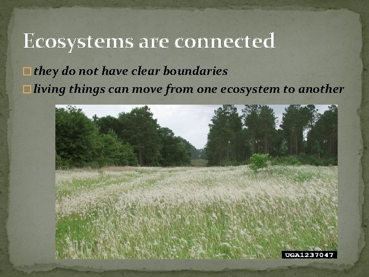 Ecosystems are connected � they do not have clear boundaries � living things can