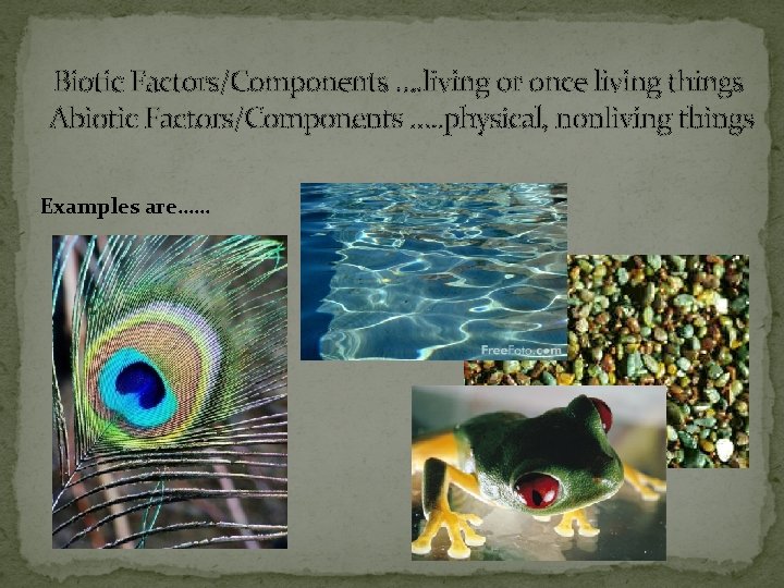 Biotic Factors/Components …. living or once living things Abiotic Factors/Components …. . physical, nonliving