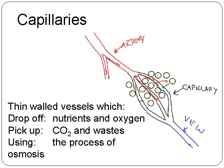 Capillaries Thin walled vessels which: Drop off: nutrients and oxygen Pick up: CO 2 Capillaries Thin walled vessels which: Drop off: nutrients and oxygen Pick up: CO 2