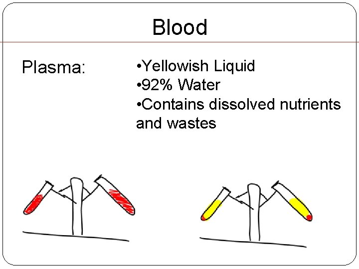 Blood Plasma: • Yellowish Liquid • 92% Water • Contains dissolved nutrients and wastes Blood Plasma: • Yellowish Liquid • 92% Water • Contains dissolved nutrients and wastes