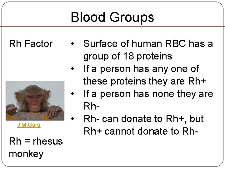 Blood Groups Rh Factor J. M. Garg Rh = rhesus monkey • Surface of Blood Groups Rh Factor J. M. Garg Rh = rhesus monkey • Surface of